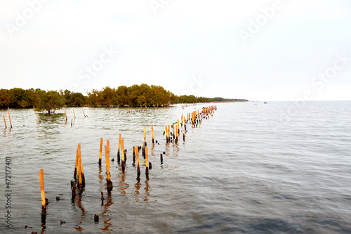 bamboo post and mangrove forest on the sea photo