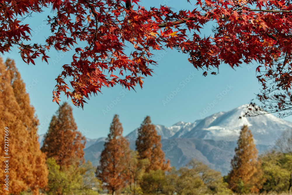 雪化粧した滋賀の名峰、伊吹山と紅葉、メタセコイアが見える風景