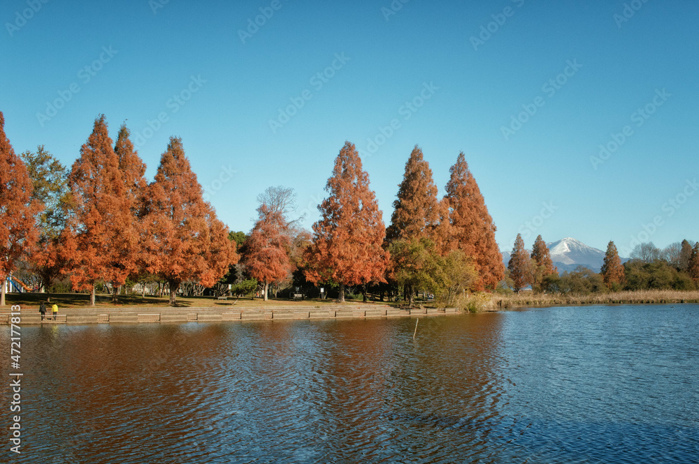滋賀県長浜市の奥びわスポーツの森に隣接する内湖とメタセコイア並木と伊吹山が見える景色