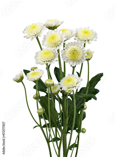 Fototapeta Naklejka Na Ścianę i Meble -  Twig of white chrysanthemum (santini) flowers isolated
