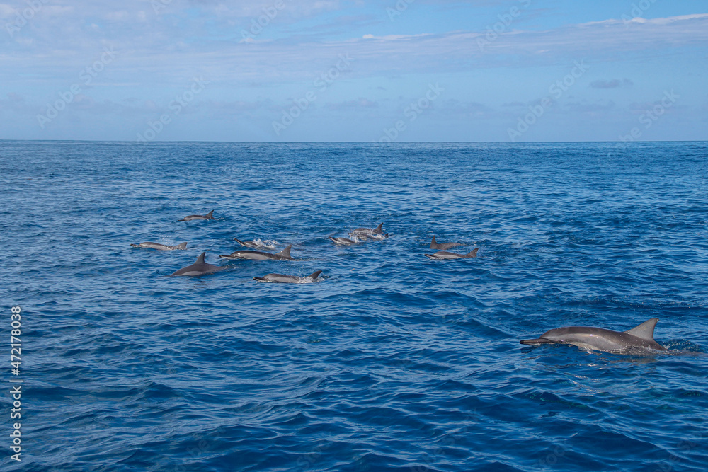 Naklejka premium Dolphins swimming and jumping on the indian ocean