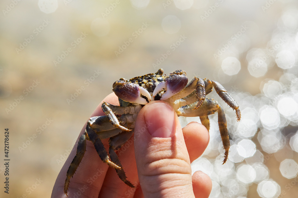 Small warty crab in the hand on the sea background. Eriphia verrucosa. 