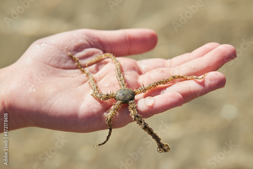 The  Brittle star is on the palm. Ophiuroids are echinoderms in the class Ophiuroidea closely related to starfish, has five arms joined to a central body disk. photo