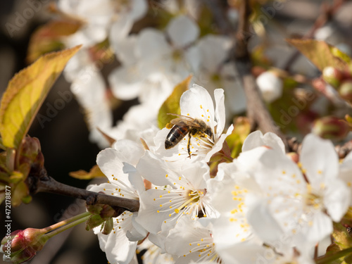 Canvas Bee on cherry tree flowers