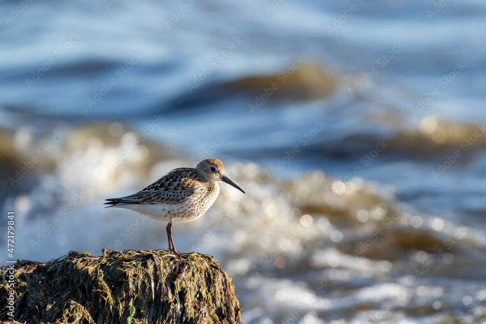 The dunlin (Calidris alpina) resting on a pile of seaweed during migration in autumn in Estonian coast, Northern Europe The dunlin (Calidris alpina) resting on a pile of seaweed during migration in autumn in Estonian coast, Northern Europe