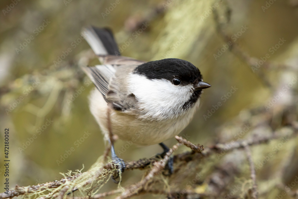 Small and adorable willow tit, Poecile montanus, on an old branch in the wild in Northern Finland, Europe Small and adorable willow tit, Poecile montanus, on an old branch in the wild in Northern Finland, Europe
