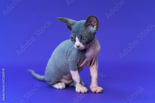 Portrait of Sphynx Hairless Cat of color blue and white looking down attentively, sitting on blue background. Age of beautiful female kitten is seven weeks. Side view, full length. Studio shot.