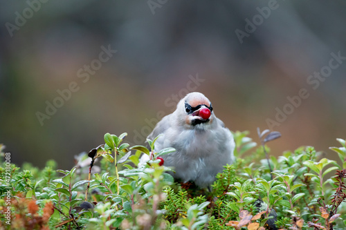 Foto Young bohemian waxwing eating a lingonberry in Finnish nature