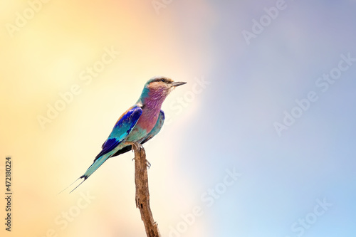 Lilac-breasted roller perched on a branch at dusk. Kruger National Park, South Africa