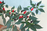 Red ripe chillies in plant. plant of vietnamese chilli.