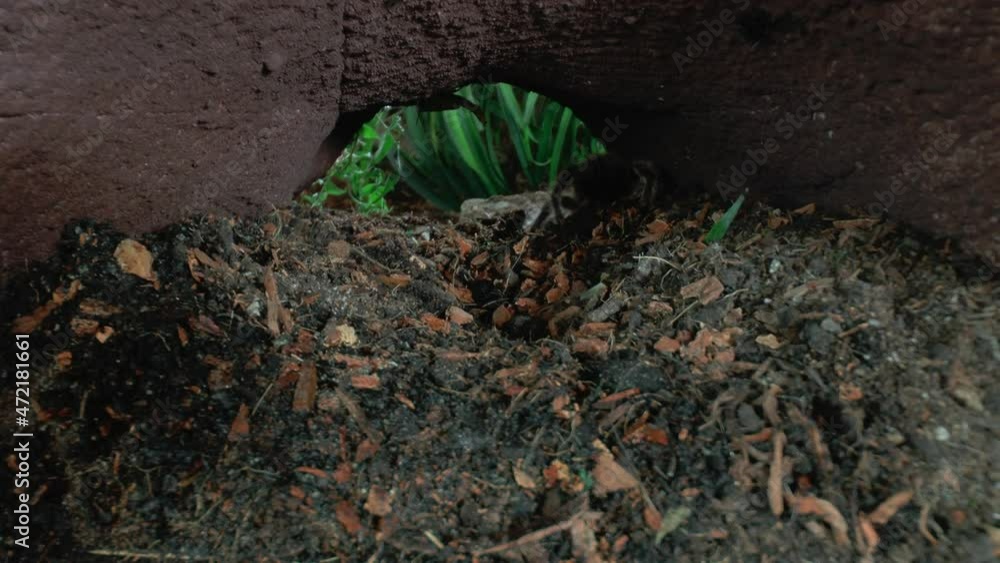 Front close up view of walking Tarantula Front close up view of walking Tarantula