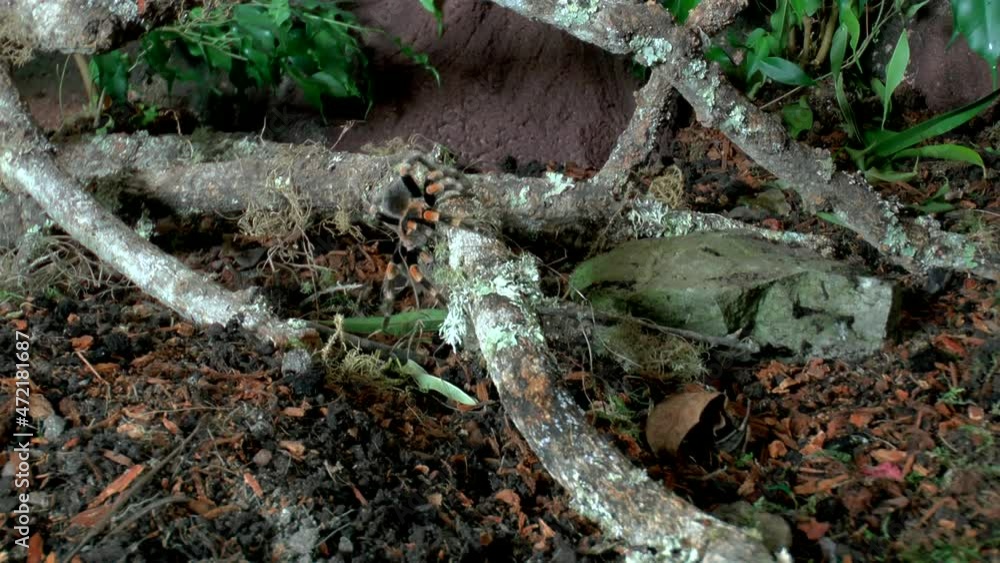 Front close up view of walking Tarantula Front close up view of walking Tarantula
