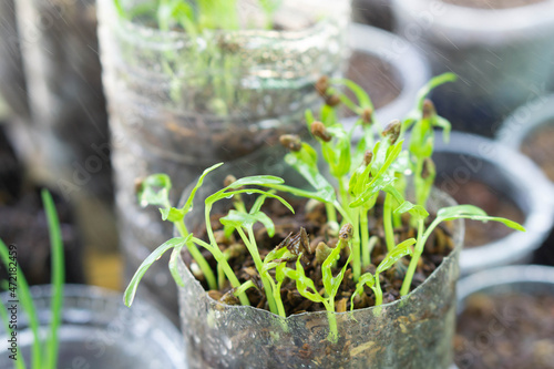 Closeup young sprout water spinach in recycle plastic botte with water splash, healty food concept, selectiv focus photo