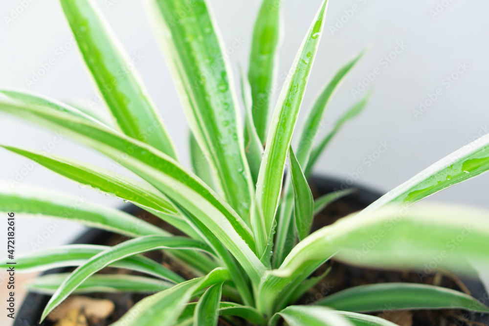Closeup spider plant or Chlorophytum comosum in pot with water drop Closeup spider plant or Chlorophytum comosum in pot with water drop