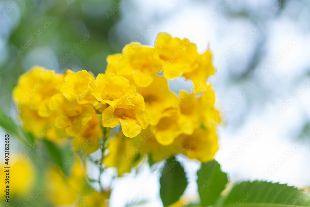 Closeup Fresh Yellow elder flower or Trumpetflower in the garden, selective focus Closeup Fresh Yellow elder flower or Trumpetflower in the garden, selective focus