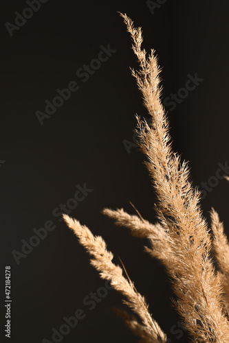 Branch of dry pampas grass close-up on a black background in the interior. Fluffier beige flowers in the sun indoors. photo