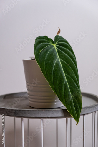 Картината върху платно velvet, greenery, indoor plant, philodendron, houseplant, long, house plant, gro