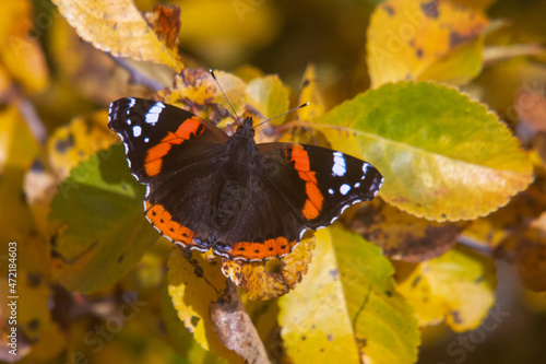 butterfly