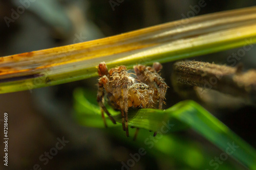 spider