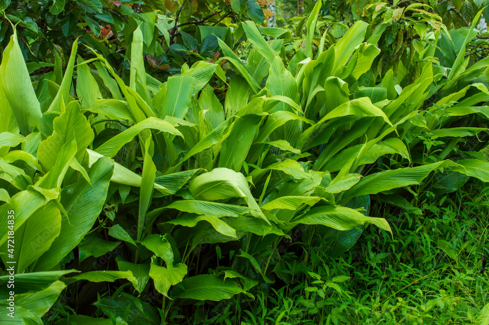 Green organic turmeric plants with some parts in focus
Green organic turmeric plants with some parts in focus