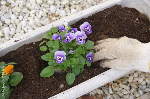 プランターにビオラを植え付ける