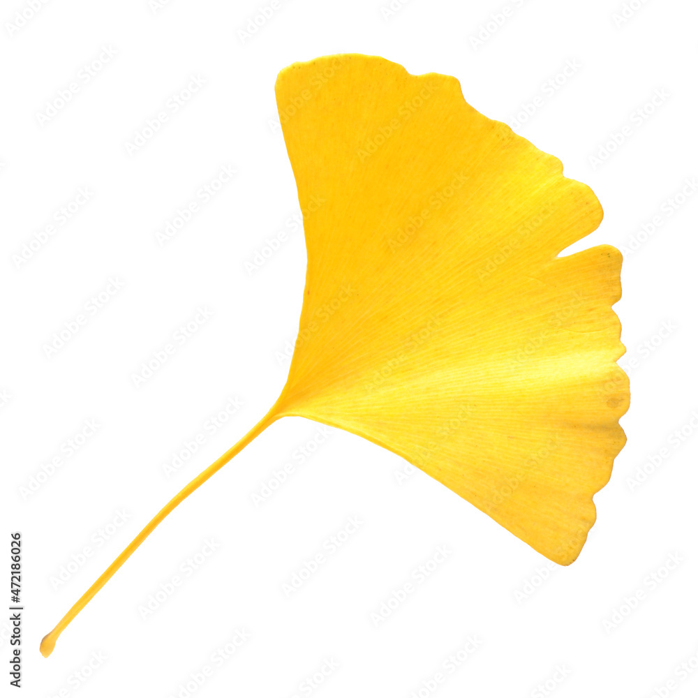 Naklejka premium Yellow ginkgo leaf on white background 