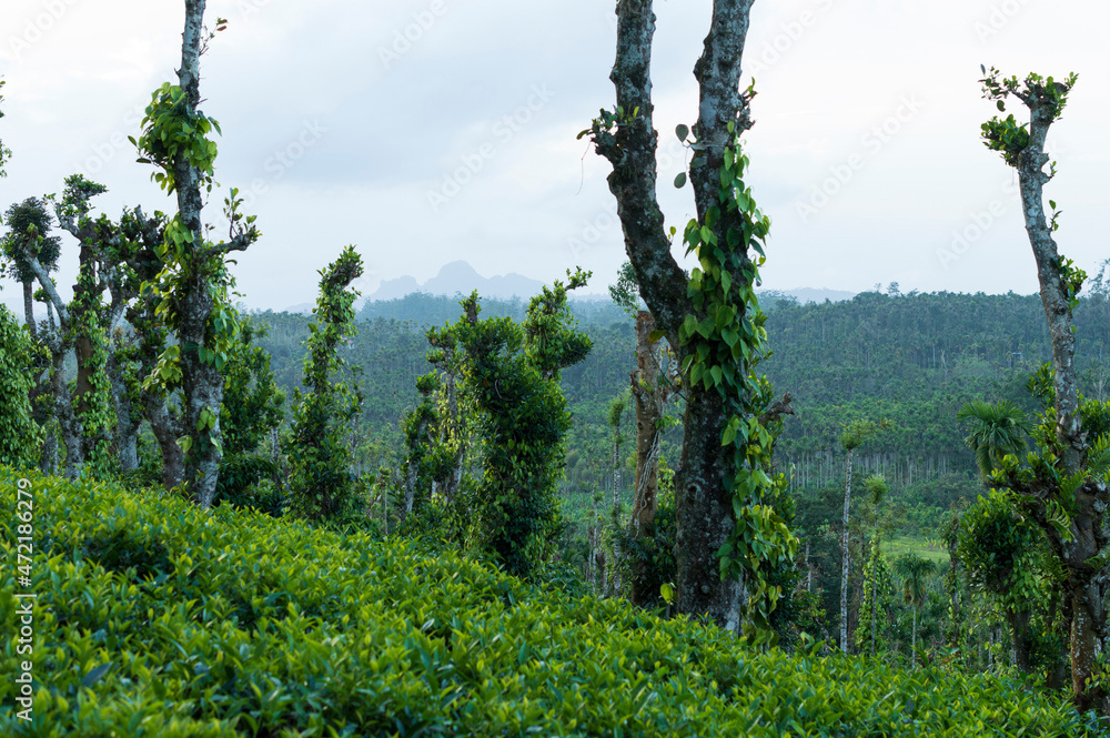 Fototapeta premium Trees in between tea plantation with some parts in focus