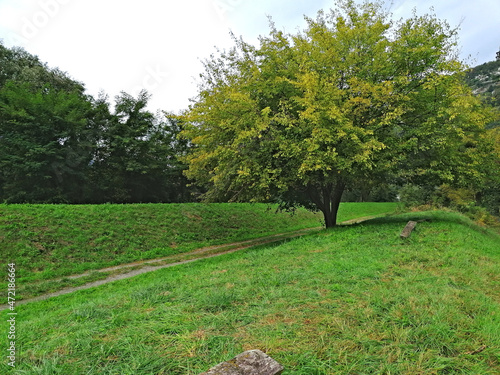 Quadro em tela Gelso bianco da frutto ( Morus alba ) della famiglia delle Moraceae genere Morus