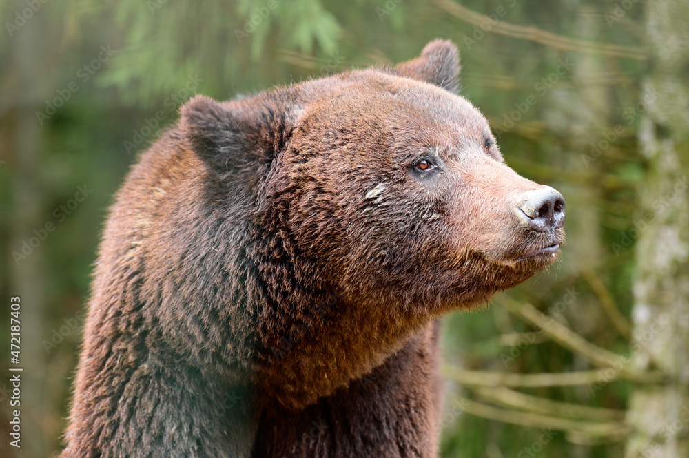 Close-up portrait of a bear, brown bear head, big bear eyes. Close-up portrait of a bear, brown bear head, big bear eyes.