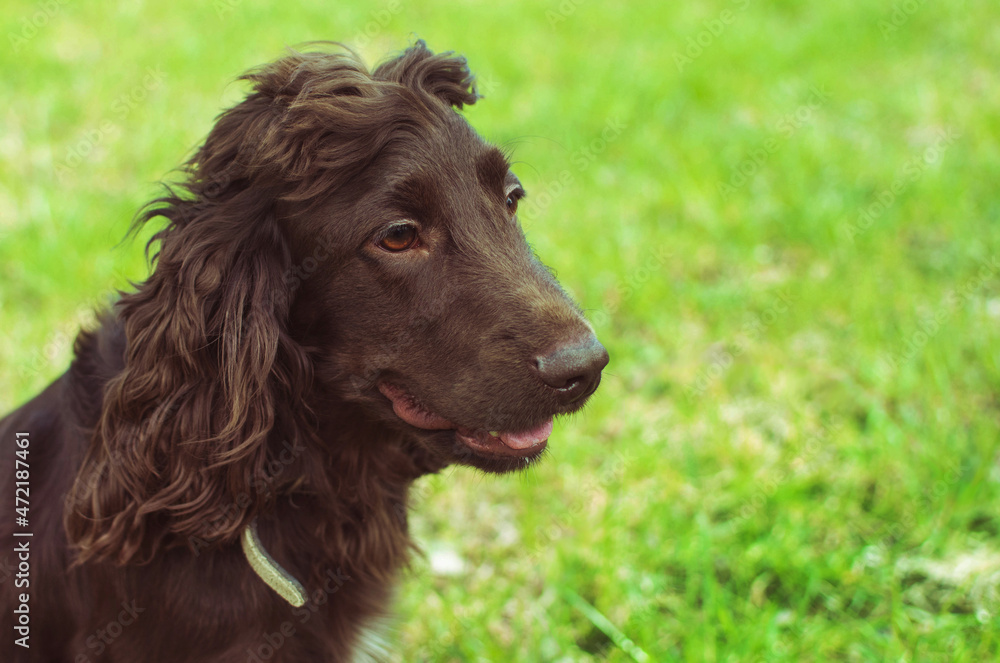 Young brown spaniel sitting on the grass. Portrait of a chocolate russian spaniel