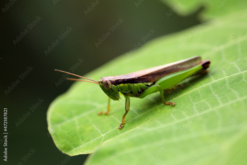 コバネイナゴ Images Browse 50 Stock Photos Vectors And Video Adobe Stock