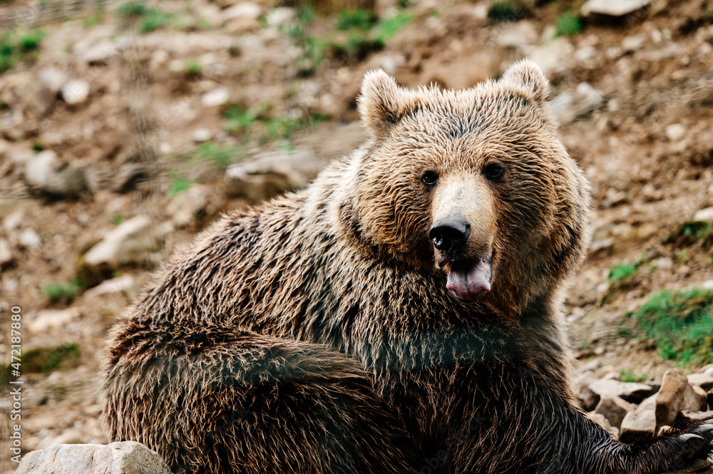 Obraz premium A brown inhabitant of the Carpathian forests, a brown bear in the rehabilitation center of Synevyrska Polyana.