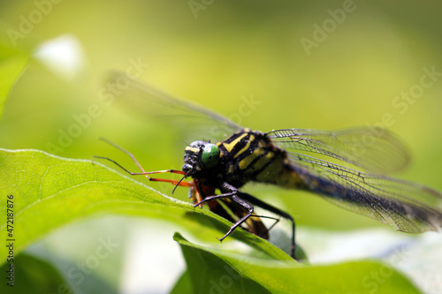 Japanese dragonfly "YAMASANAE" catching a bug. 好天の山中、緑葉の上で捉えたエサの虫を食うトンボ「ヤマサナエ」。 © SAIGLOBALNT