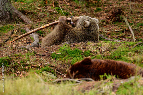 A big and formidable bear plays with a stick, a spring rest for a bear, a forest dweller.