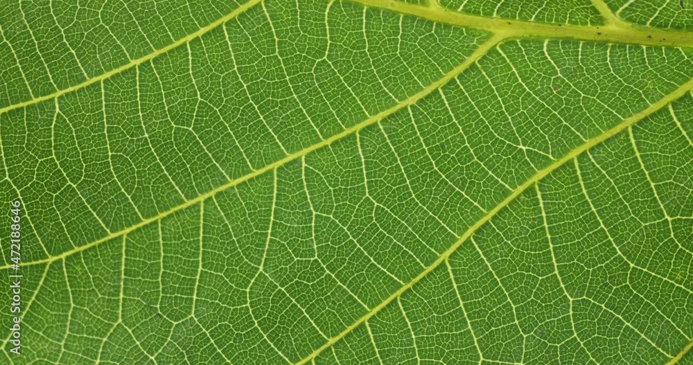 Close-up of a walnut leaf. Rotating macro, vein and cell ,line. Top view Close-up of a walnut leaf. Rotating macro, vein and cell ,line. Top view