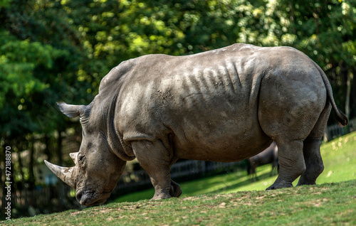 Rhinoc  ros solitaire    Saint-Aignan  Loir-et-Cher  France