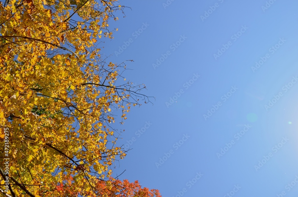 Blue autumn background with maple leaves, yellow leaves border, autumn frame decoration, blue sunny sky photo. Blue autumn background with maple leaves, yellow leaves border, autumn frame decoration, blue sunny sky photo.
