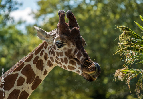 Girafe mangeant à Saint-Aignan, Loir-et-Cher, France © Jorge Alves