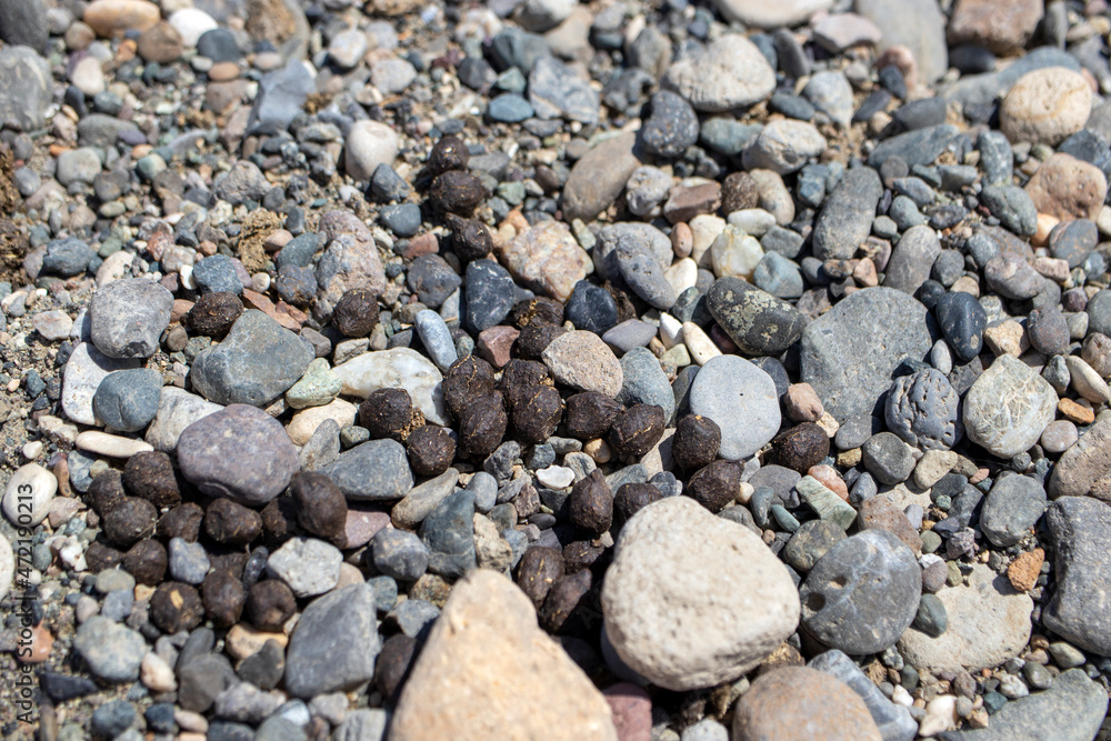 sheepskin in the gravel