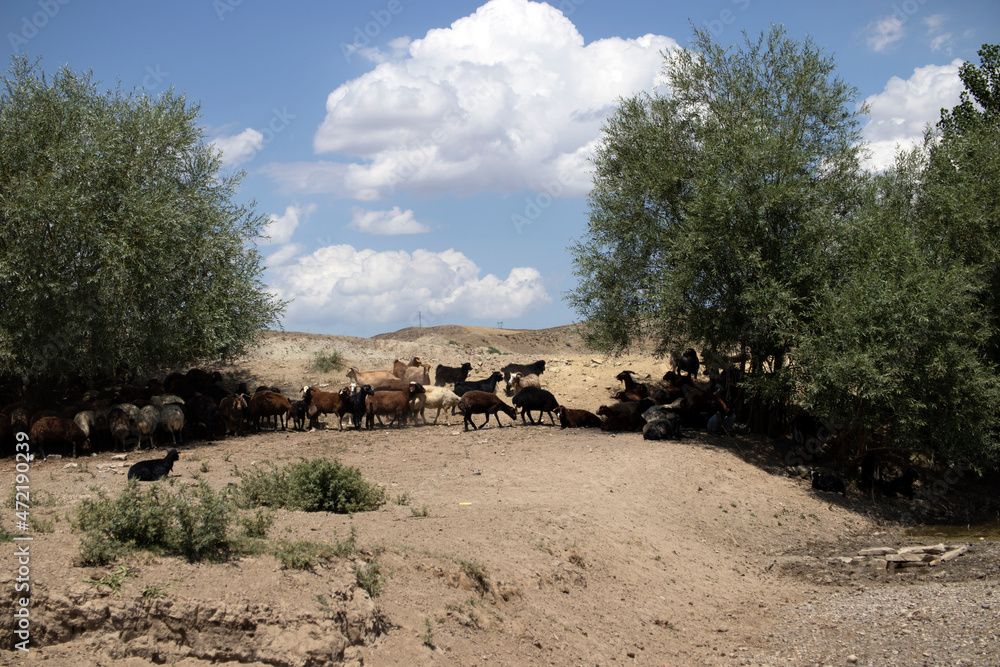 Obraz premium herd of sheep on pasture