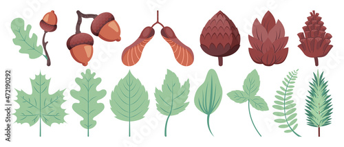 Green plant leaves, pinne cones, oak and maple seeds. Beautiful herbal