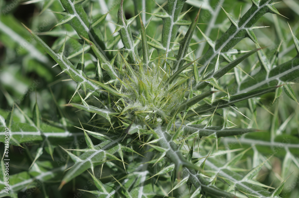 Fototapeta premium Elfenbeindistel - Greek thistle