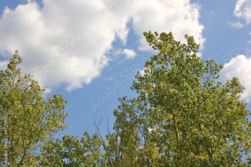 trees and sky