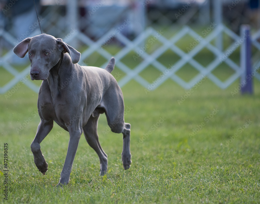 Weimaraner walking during conformation at a dog show