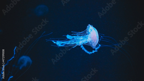 
Blue Jellyfish Close up view photo