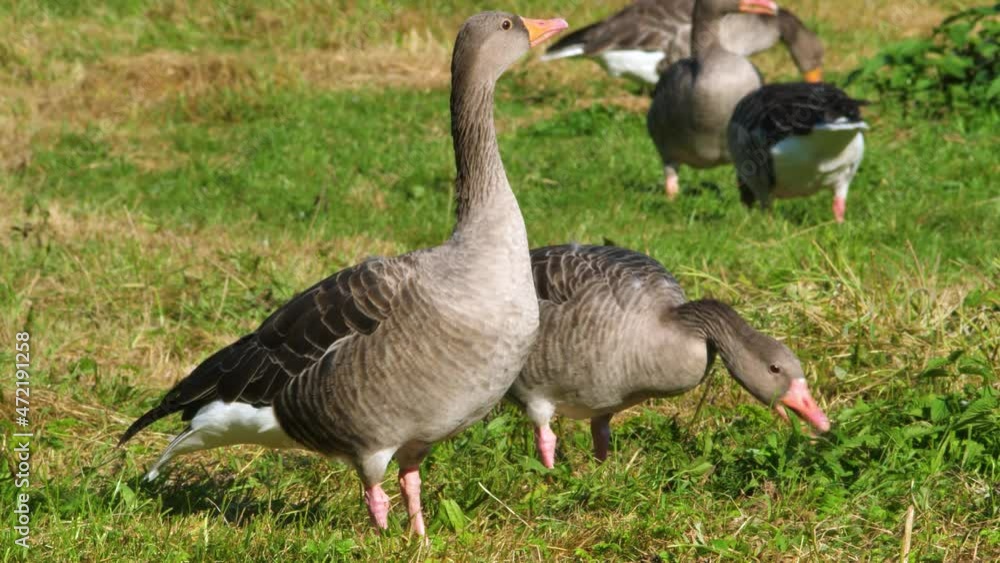 Greylag geese grazing next to a pond while one goose is watchful Greylag geese grazing next to a pond while one goose is watchful
