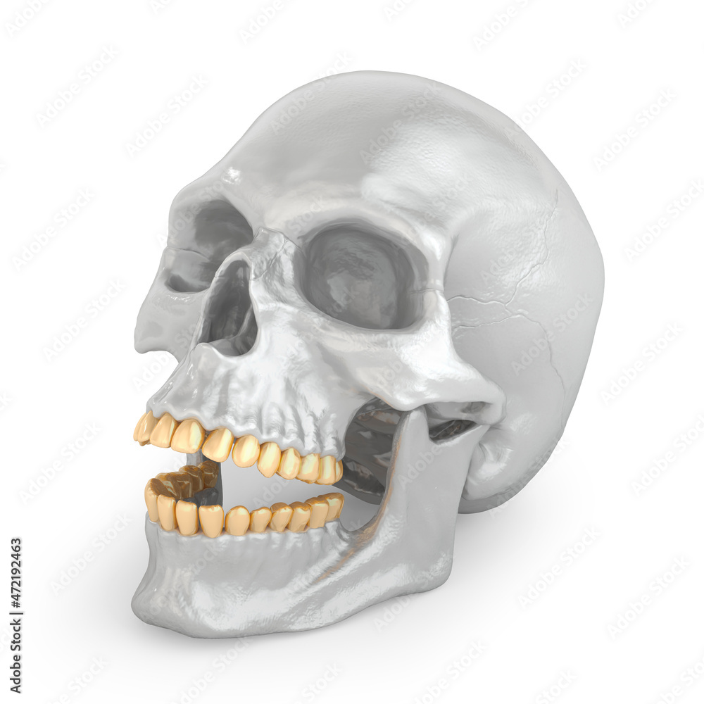 Silver skull with gold teeth. 3D render Silver skull with gold teeth. 3D render