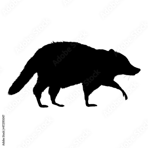 Raccoon Black Silhouette Walking on Isolated White Background.