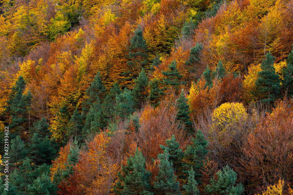 Autumn contrast in mountain landscape, combination of cold and hot colors, at the Catalan Pyrenees, November 2021. Autumn contrast in mountain landscape, combination of cold and hot colors, at the Catalan Pyrenees, November 2021.