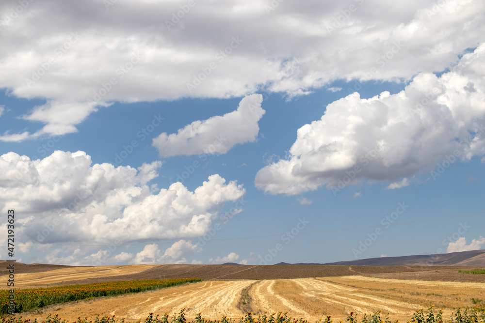 wheat field and sky